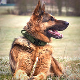 Large Tactical Dog Collar